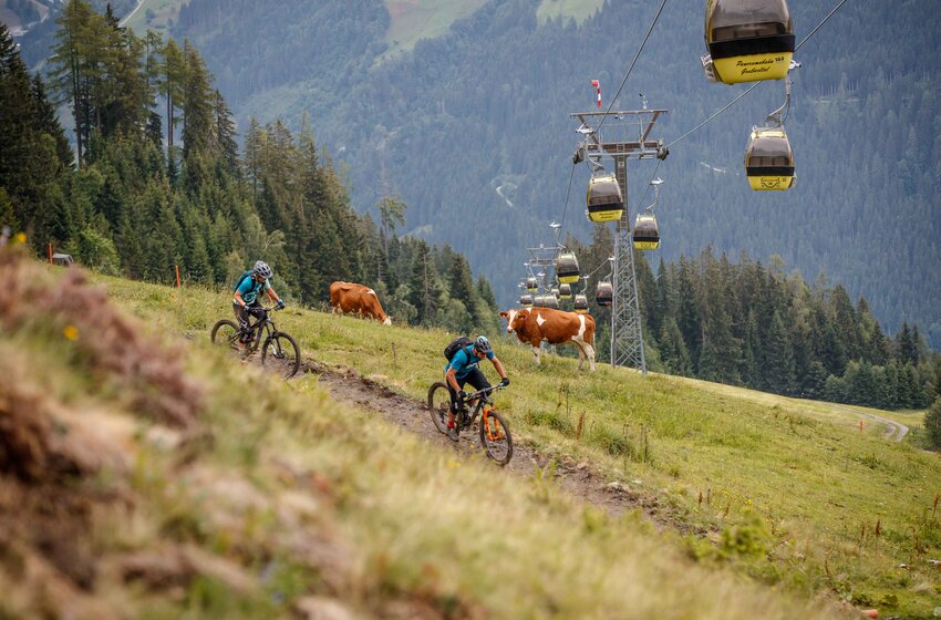 Zwei Mountainbiker auf Almwiesen-Trail in Großarl, daneben Kühe und gelbe Panoramabahn-Gondeln im Hintergrund | © Grossarler Bergbahnen GmbH & Co KG